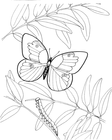 Caterpillar And Butterfly Coloring Page